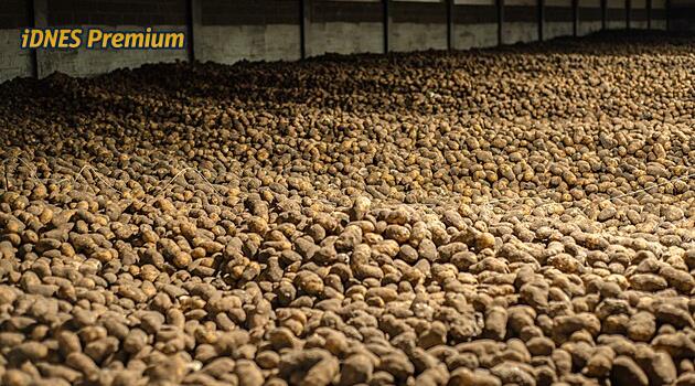 Tisíce tun brambor, které nikdo nechce. Česká úroda jde za pár korun do bioplynek