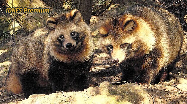 Invazní psík už je i v chráněné přírodě Jeseníků. K odstřelům má motivovat odměna