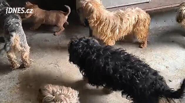 Veterináři v domě na Mladoboleslavsku našli v silně znečištěném prostředí 165 psů