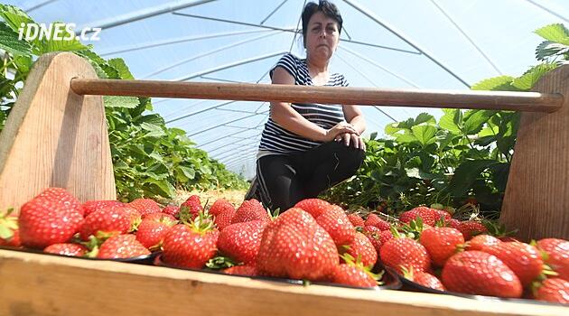 Ústí Bölgesi'nde çileklerin kendi kendine toplanması: Fiyatlar, ipuçları, adres
