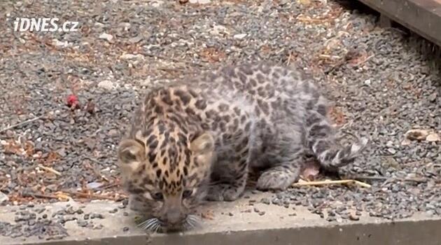Mançurya leoparı yavru kedileri Olomouc hayvanat bahçesinde et tadıyor