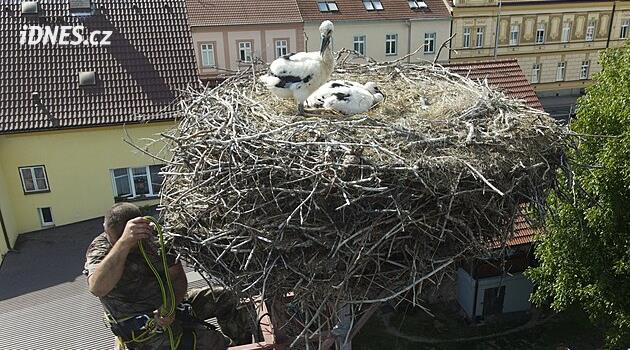 Čapí akce Kulový blesk. Čtyři osiřelá mláďata mají po týdnu adoptivní rodiče