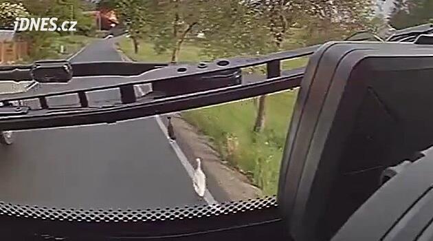VIDEO: Husy zbrzdily výjezd hasičů k nehodě, vykračovaly si před jejich cisternou