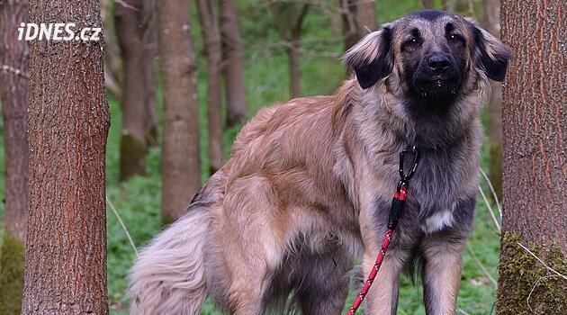 Kaplice yakınlarındaki ormanda birisi ağaca köpek bağladı ve oraya iki kase bıraktı