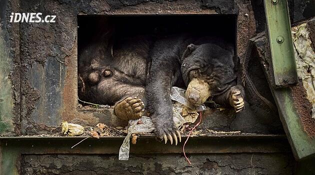 Fotografií roku Czech Nature Photo 2026 se stal výmluvný snímek „Evoluce“