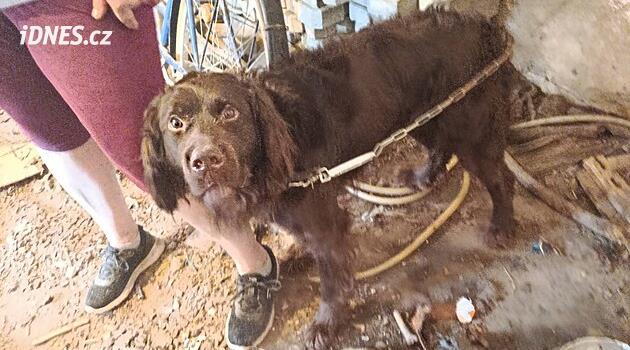 Tachovská ve Klatovská'da veteriner müdahalesi: köpekler korkunç koşullarda yaşıyordu