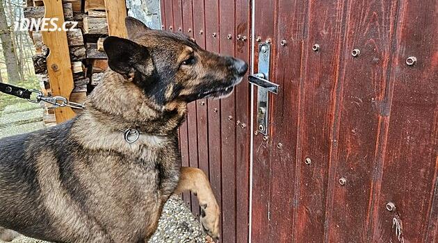 Drama při pátrání po lupiči. Na policejního psa v akci zaútočilo divoké prase