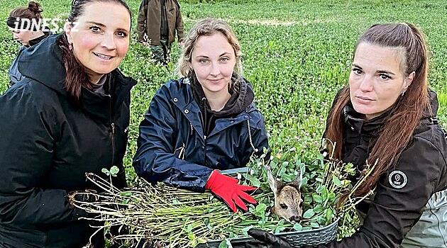 Chebsk'ten gönüllüler çayırlara gidiyor. Yavruları ölümden kurtardılar