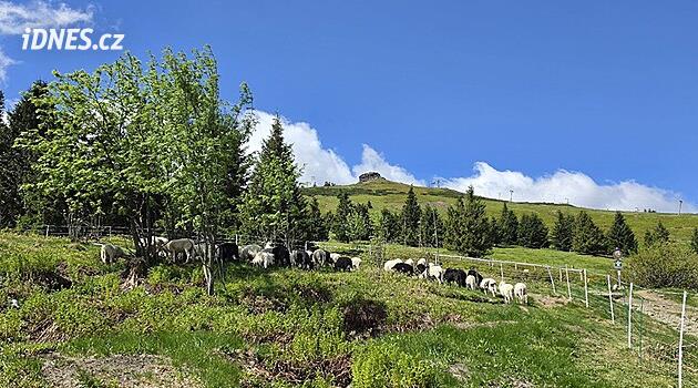 Horské svahy kolem Pradědu zachraňuje stovka ovcí, doplní je koně a skot