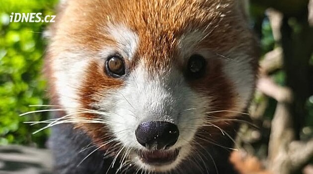 Brno Hayvanat Bahçesi'nden kırmızı bir panda kaçtı, insanlar da yardım edebilir