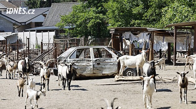Nechtějí nám nic říct, stěžuje si na úřady starosta obce na Brněnsku sužované chovem koz