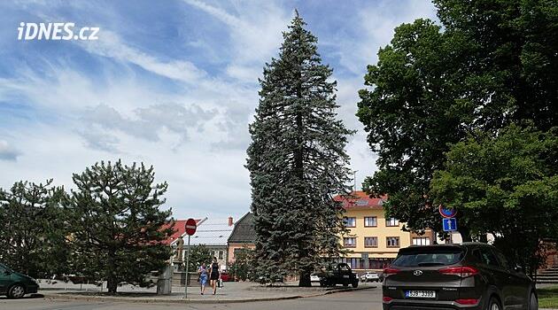 Nové Město'daki Noel ağacı düşme tehlikesiyle karşı karşıya, kesilmesi gerekiyor