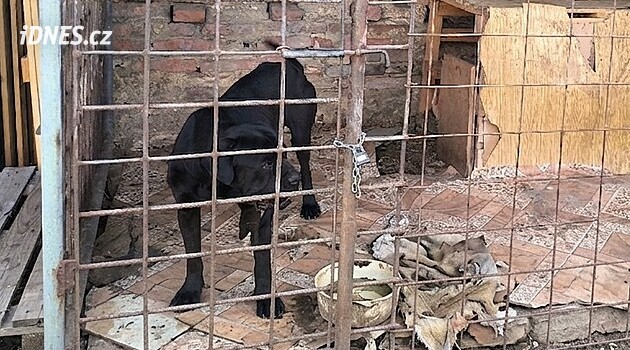Veterinerler yetiştiricilerin köpeklerini ve kazlarını aldı
