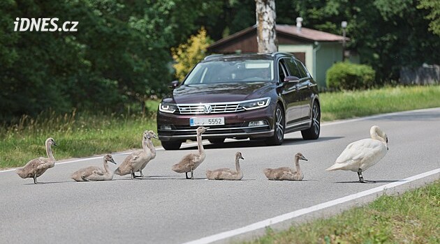 Bir kuğu ailesi Litvínovice'de trafiği durduruyor. Ayrıca kendi markası var