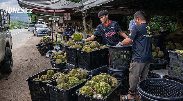 Malezya'daki arz fazlası durian fiyatlarını aşağı çekti