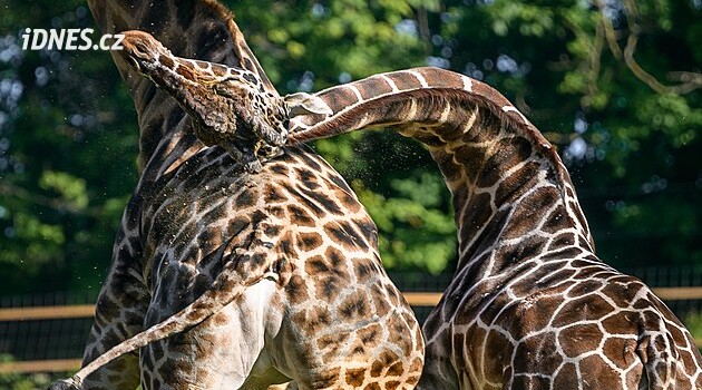 Dvůr Králové'deki hayvanat bahçesinde erkek zürafaların kavga ettiği görüntüler gösterildi, baş belası Paul'e bir ders verildi