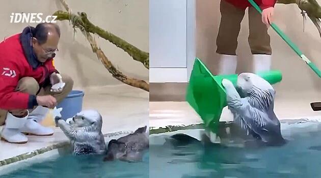Způsobnější než řada spolubydlících. Dvě malé mořské vydry pomáhají v japonské zoo s úklidem