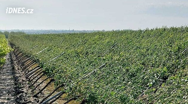 Deset minut a bylo po vinobraní. Supercela pustošila vinice, pryč je velká část úrody