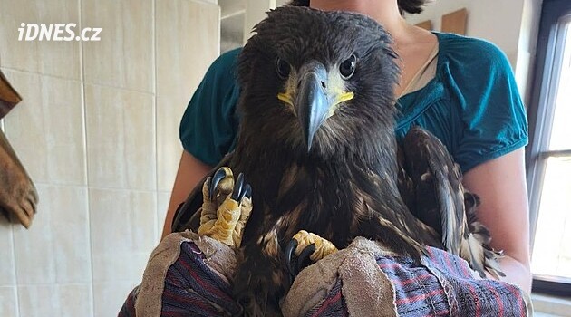 Bartošovice'deki kurtarma istasyonu sıcak nedeniyle rekor bir saldırıyla karşı karşıya kaldı