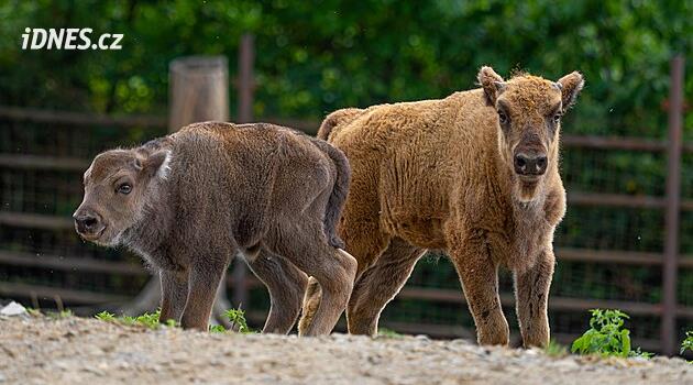 Malí zubři už skotačí ve výběhu zoo na Svatém Kopečku. Podívejte se na fotky