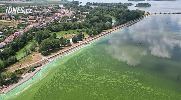 Po úhynu půl tuny ryb se situace na Dyji zlepšila. Hrozba kvůli sinicím ale trvá
