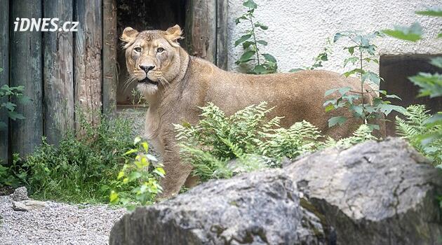 Zabavené lvici Else skončila v Liberci karanténa, návštěvníci zoo ji mohou vidět