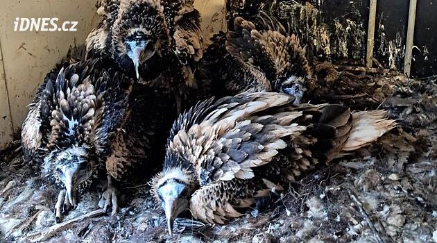 Mimořádná péče. Supi z ostravské zoo odchovali dvě vlastní a dvě adoptivní mláďata