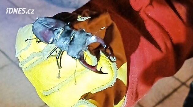 České Budějovice'deki polis memurları oluktan boynuzlu bir böceği çıkardı