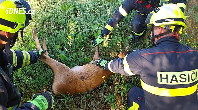 Souboj, nebo nešťastná náhoda? Dva srnci uvázli v ohradníku, na pomoc vyrazili hasiči
