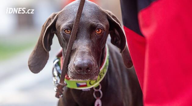 İlk kez yabancı bir göreve çıkan bir kurtarma köpeği