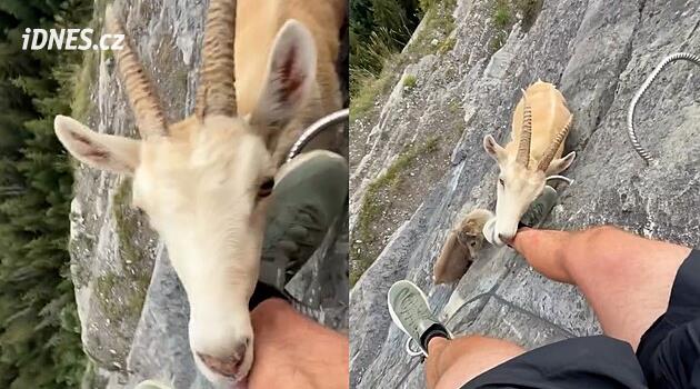 Při výstupu na Mont Blanc měl nečekanou návštěvu. Koza přišla kvůli jeho nohám