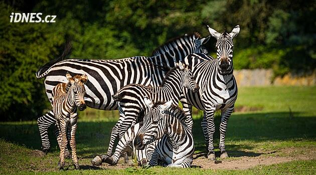 Africkou divočinu plnou mláďat si užijete na safari uprostřed Evropy, stačí zajet do Dvora Králové