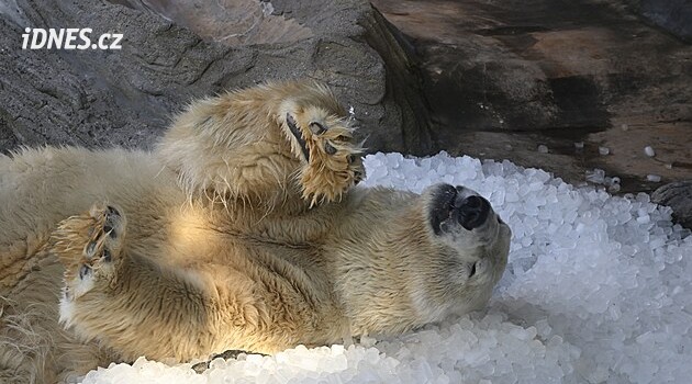 VIDEO: Ledové rochnění medvědích dvojčat. Zoo jim ho do výběhu nasypala tuny