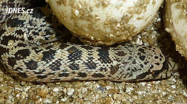 Zoo Brno jako první v Česku odchovala exotickou užovku, kromě syčení i křičí