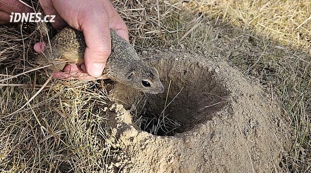 Zoologické zahrady a ochránci vrací do přírody kriticky ohroženého sysla