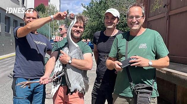 Zoo Brno má zpět uprchlého jeřába daurského, upozornili na něj stěhováci