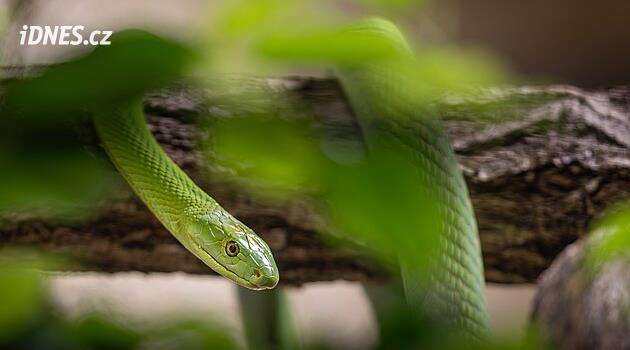 Ve dvorské zoo představili jedovatou mambu zelenou, chov má několik stupňů zabezpečení