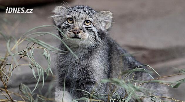 Říká se jí naštvaná kočka, místo mňoukání štěká. Japonská zoo ukázala koťata