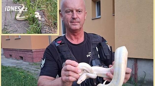 Ženu vylekala u domu v Přerově uprchlá bílá krajta