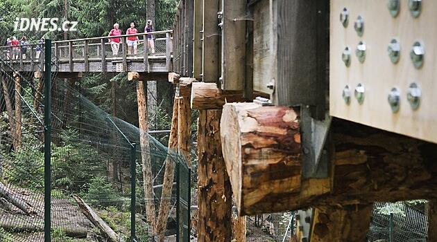 Vlci znovu pod nohama turistů. Národní park Šumava otevřel opravenou lávku
