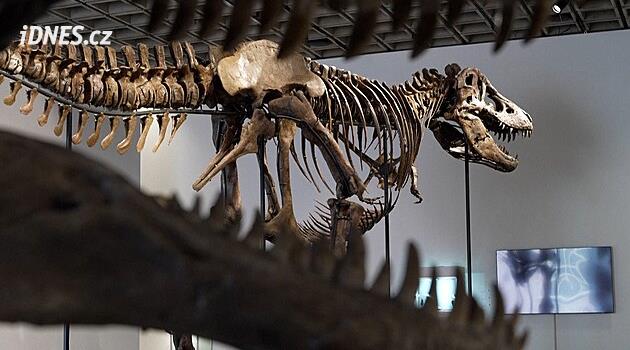 Chcete vzácnou kostru T-rexe? Jedna jde do dražby, cena startuje na 400 milionech