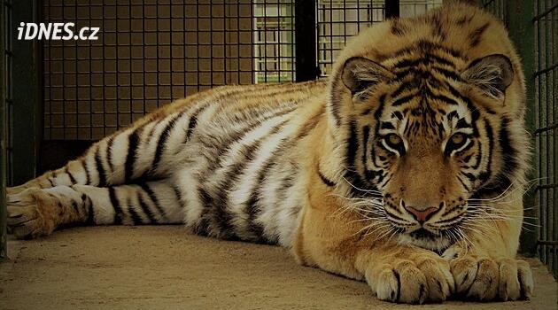 Areál malé zoo na Jesenicku je na prodej. Koupit jej lze i s tygrem a pumami. Kolik stojí?