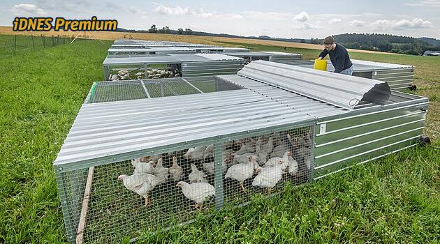 Better Meat abonelik satmak istiyor, olgun tavukları var