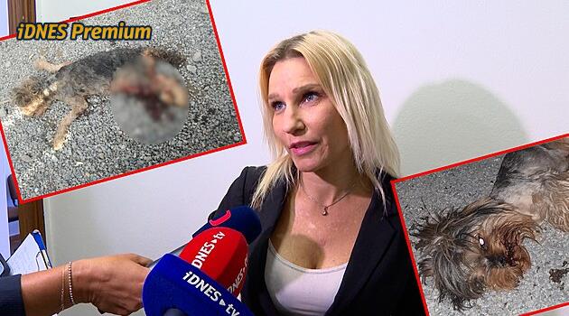Krutá množírna? Chovatelka ze Zbraslavi odmítá, že týrala psy. Několik jich nepřežilo