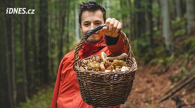 Houby porostou i v říjnu, pokud vydrží déšť. Zářím sezona v českých lesích nekončí
