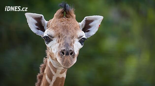 Olomoucká zoo přivedla na svět vzácné mládě žirafy. Může vážit až dvě tuny