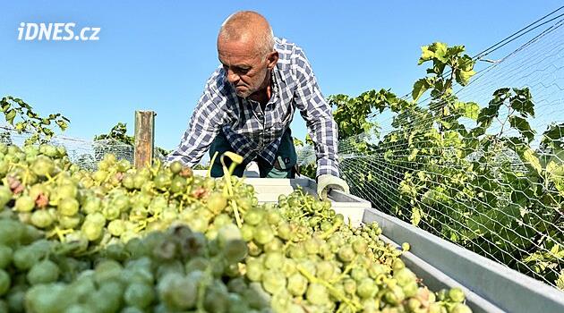První letošní hrozny na burčák začali v Dolních Dunajovicích sbírat s rozedněním