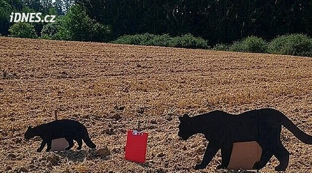Obilí je nízké, lidé si v něm pletou kočku s velkou šelmou, ukázal test s maketami