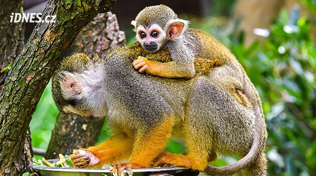 Tlupa kotulů veverovitých ve zlínské zoo se rozrostla o další mláďata