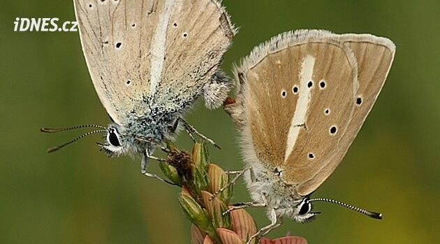 Motýlům vadí horko i sucho. Klimatické změny je nutí ke stěhování, ukázala studie